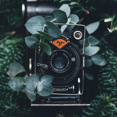 An old film camera shrouded in eucalyptus.